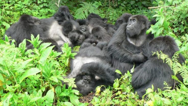 Aventura con Primates en Uganda, 8 días