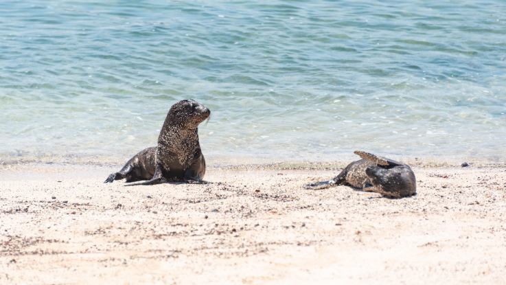 San Cristóbal y Galápagos, 8 días